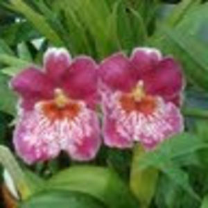 Meet your Posher, Suzanne